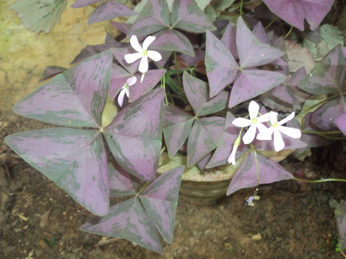 Oxalis triangularis A.St.-Hil.